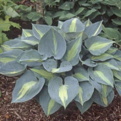 'Touch Of Class' Hosta -Green Haven Shop touch of class hosta 4