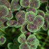 Black Four-Leaved Clover -Green Haven Shop trifolium atropurpureum 1 sq 7cadda2d bc2f 428b a577 558714feef5c sw