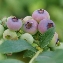'Patriot' Blueberry -Green Haven Shop vaccinium patriot1