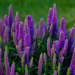 Magic Show® 'Purple Illusion' Spike Speedwell -Green Haven Shop veronica purple illusion 3 P
