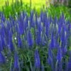Magic Show® 'Wizard Of Ahhs' Spike Speedwell -Green Haven Shop veronica wizard of ahhs spike speedwell 1