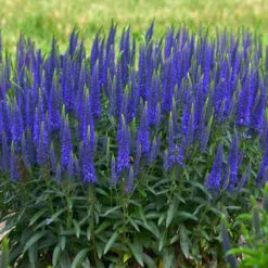 Magic Show® 'Wizard Of Ahhs' Spike Speedwell -Green Haven Shop veronica wizard of ahhs spike speedwell 2
