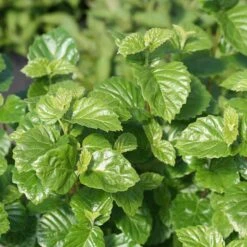 Glitters & Glows™ Viburnum Combination -Green Haven Shop viburnum all that glitters 2 sw