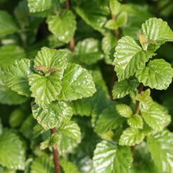 All That Glows® Arrowwood Viburnum -Green Haven Shop viburnum all that glows 1