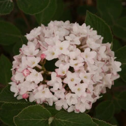Spice Baby™ Koreanspice Viburnum -Green Haven Shop viburnum carlesii spice baby 3