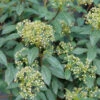 Yang® David Viburnum -Green Haven Shop viburnum davidii yang 1