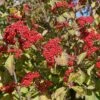 Cardinal Candy® Linden Viburnum -Green Haven Shop viburnum dilitatum cardinal candy 1 sw