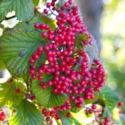 Cardinal Candy® Linden Viburnum -Green Haven Shop viburnum dilitatum cardinal candy 3 sw