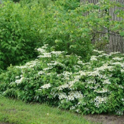 Wabi-Sabi® Doublefile Viburnum -Green Haven Shop viburnum wabi sabi 3