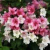 Czechmark Trilogy® Weigela -Green Haven Shop weigela czechmark trilogy 1 sw