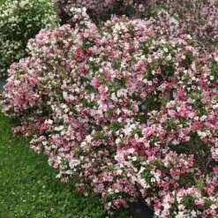 Czechmark Trilogy® Weigela -Green Haven Shop weigela czechmark trilogy 2 sw