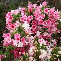 Czechmark Trilogy® Weigela -Green Haven Shop weigela czechmark trilogy 3 sw