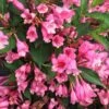 Czechmark Twopink® Weigela -Green Haven Shop weigela czechmark twopink 1 sw