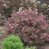 Fine Wine® Weigela -Green Haven Shop weigela fine wine 2 8f17dd5b de4e 42fc 81b4 8298fadddf64