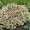 My Monet® Weigela -Green Haven Shop weigela my monet 1