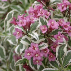 My Monet® Weigela -Green Haven Shop weigela my monet 2