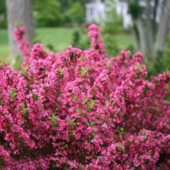 Sonic Bloom® Pink Weigela 11 Sonic Bloom® Pink Weigela -Green Haven Shop weigela sonic bloom pink 2