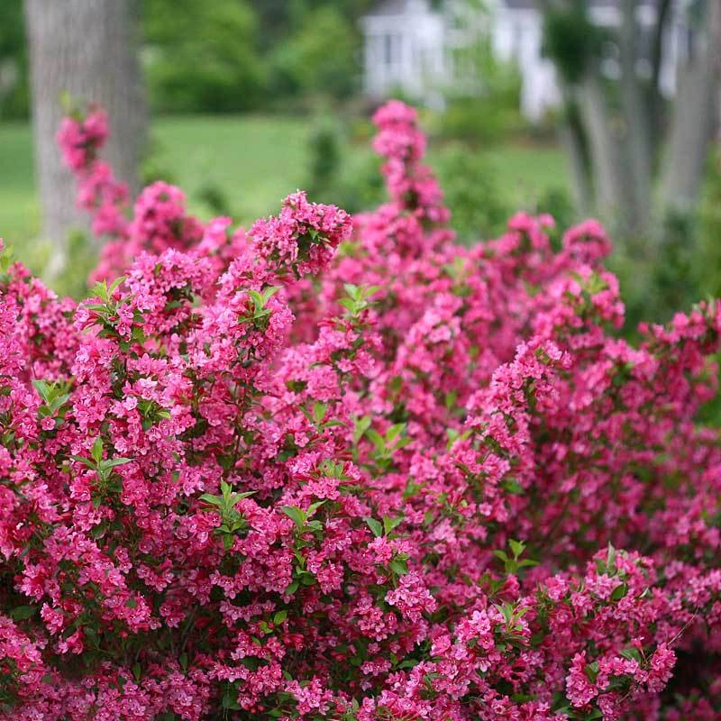 Sonic Bloom® Pink Weigela 5 Sonic Bloom® Pink Weigela - Image 3