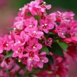 Sonic Bloom® Pink Weigela 13 Sonic Bloom® Pink Weigela -Green Haven Shop weigela sonic bloom pink 5