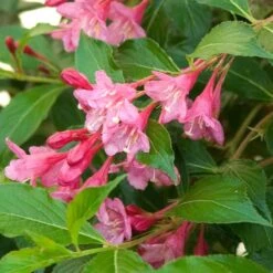 Sonic Bloom® Pink Weigela 14 Sonic Bloom® Pink Weigela -Green Haven Shop weigela sonic bloom pink 6