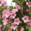 Sonic Bloom® Pure Pink Weigela 2 Sonic Bloom® Pure Pink Weigela -Green Haven Shop weigela sonic bloom pure pink 1