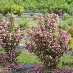 Sonic Bloom® Pure Pink Weigela -Green Haven Shop weigela sonic bloom pure pink 3