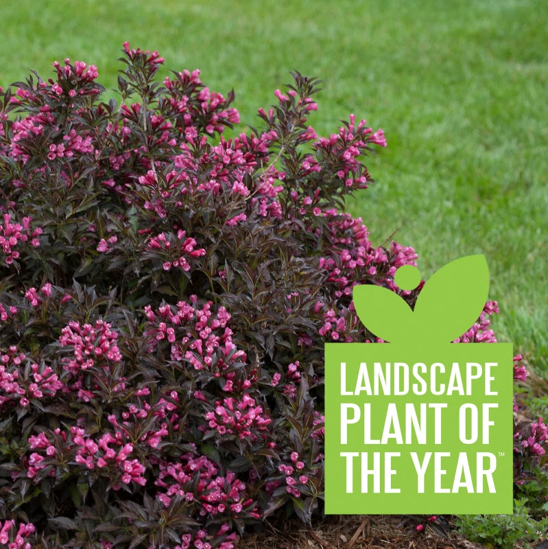 Spilled Wine® Weigela 6 Spilled Wine® Weigela - Image 4