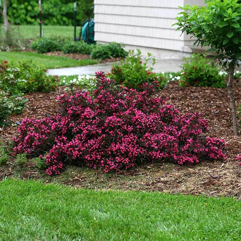 Spilled Wine® Weigela 7 Spilled Wine® Weigela - Image 5