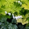 'White Gold' Bleeding Heart -Green Haven Shop white gold bleeding heart 1