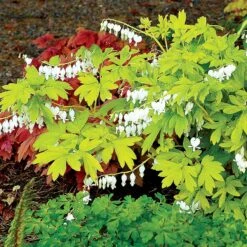 'White Gold' Bleeding Heart -Green Haven Shop white gold bleeding heart 3