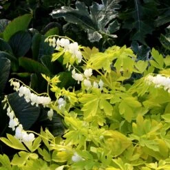 'White Gold' Bleeding Heart -Green Haven Shop white gold bleeding heart 4