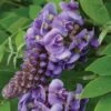 'Amethyst Falls' Wisteria -Green Haven Shop wisteria amethyst falls 1 sw