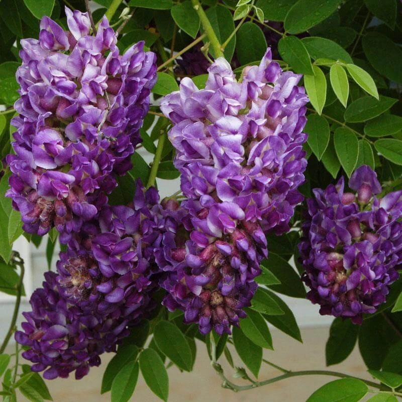 'Amethyst Falls' Wisteria 4 'Amethyst Falls' Wisteria - Image 2
