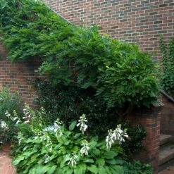 'Amethyst Falls' Wisteria 7 'Amethyst Falls' Wisteria -Green Haven Shop wisteria amethyst falls 5 sw