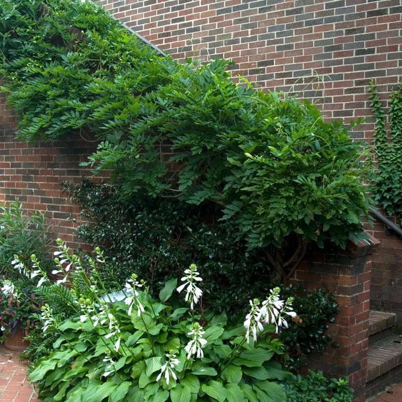 'Amethyst Falls' Wisteria 5 'Amethyst Falls' Wisteria - Image 3